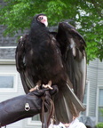vulture 2005-05-18 07e