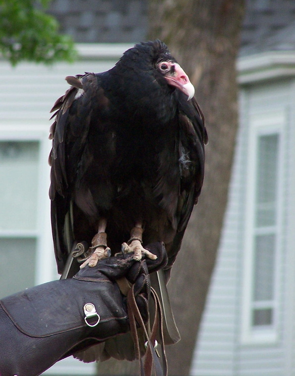 vulture 2005-05-18 06e.jpg