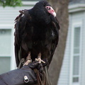 vulture 2005-05-18 06e