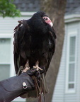 vulture 2005-05-18 06e