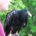 vulture 2005-05-18 10e