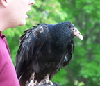 vulture 2005-05-18 10e