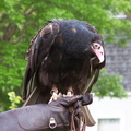 vulture 2005-05-18 08e