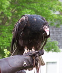 vulture 2005-05-18 08e