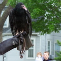 vulture 2005-05-18 11e