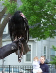 vulture 2005-05-18 11e