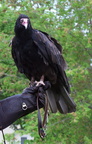 vulture 2005-05-18 16e
