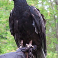 vulture 2005-05-18 17e