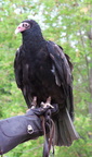 vulture 2005-05-18 17e