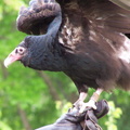 vulture 2005-05-18 22e