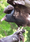 vulture 2005-05-18 22e