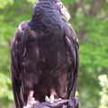 vulture 2005-05-18 21e