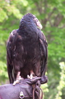 vulture 2005-05-18 21e