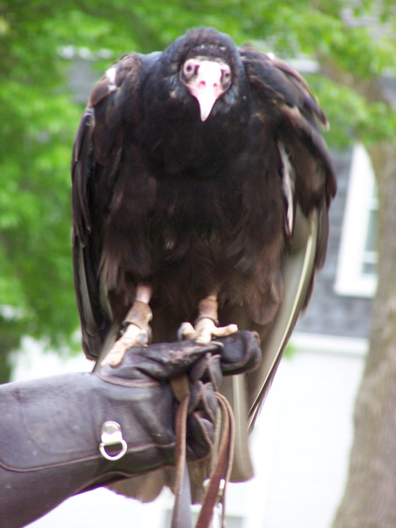 vulture 2005-05-18 25e.jpg