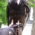vulture 2005-05-18 25e