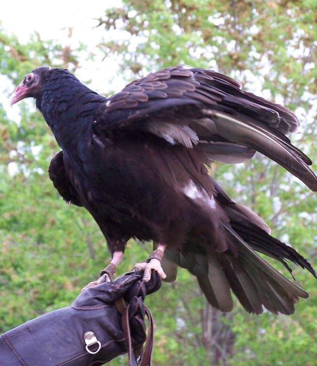 vulture 2005-05-18 30e.jpg