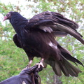 vulture 2005-05-18 30e