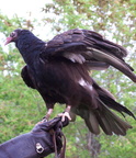 vulture 2005-05-18 30e