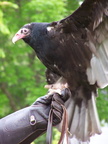 vulture 2005-05-18 27e