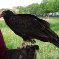 vulture 2005-05-18 31e