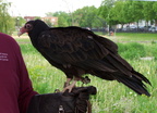 vulture 2005-05-18 31e
