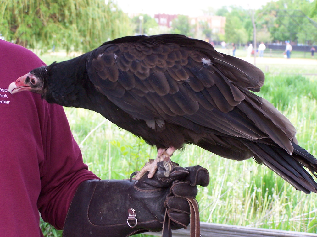 vulture 2005-05-18 35e.jpg