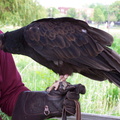 vulture 2005-05-18 35e