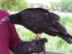 vulture 2005-05-18 35e
