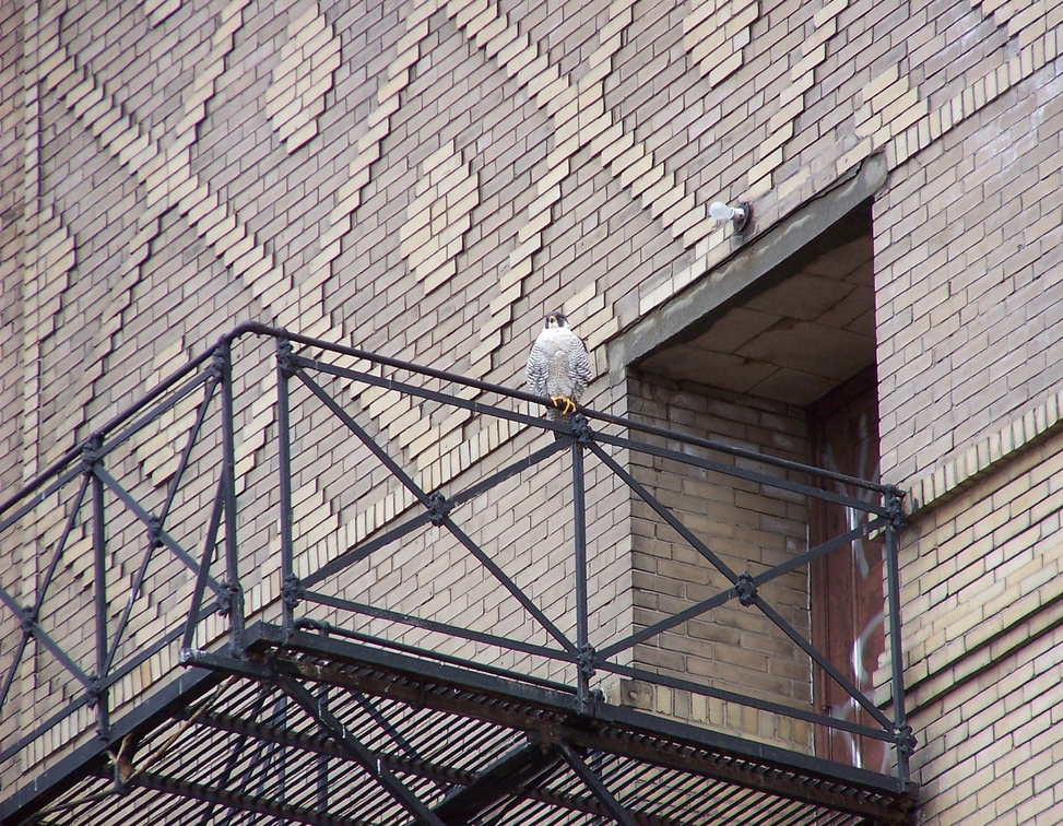 uptown falcons 2005-03-20 01e.jpg