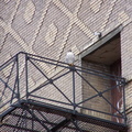 uptown falcons 2005-03-20 01e