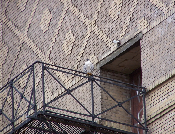 uptown falcons 2005-03-20 02e