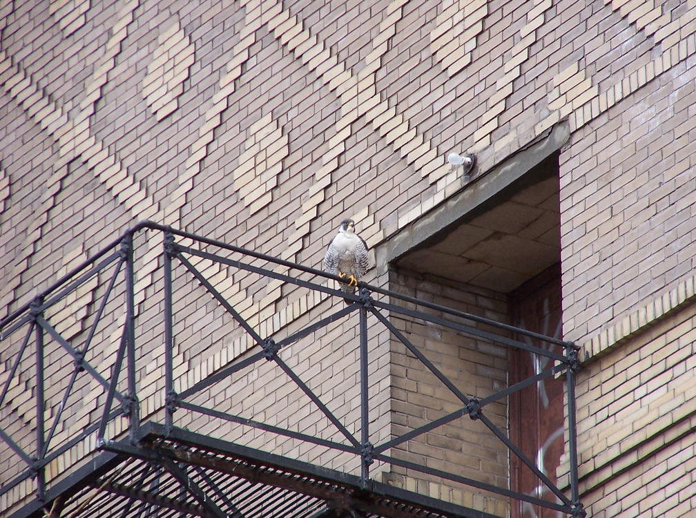 uptown falcons 2005-03-20 07e.jpg