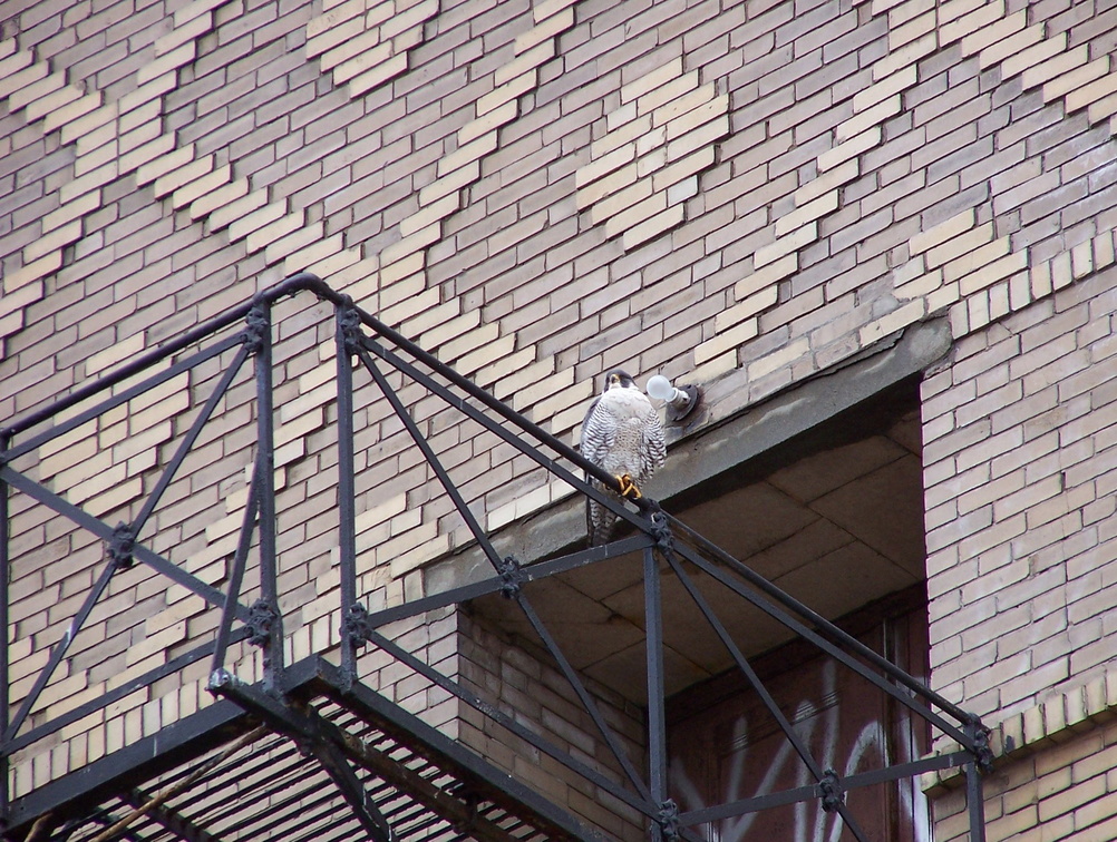 uptown falcons 2005-03-20 12e.jpg