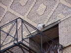uptown falcons 2005-03-20 12e