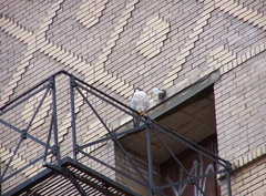 uptown falcons 2005-03-20 13e