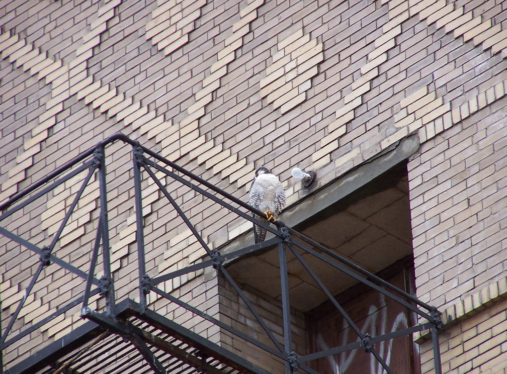 uptown falcons 2005-03-20 13e.jpg