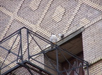 uptown falcons 2005-03-20 13e