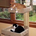 cats 2009-09-25 1e