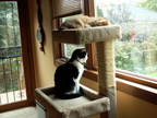 cats 2009-10-14 4e