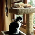cats 2009-10-14 6e