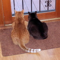cats 2009-11-11 2e