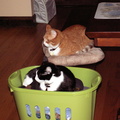 cats 2010-01-24 1e.jpg