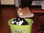 cats 2010-01-24 1e