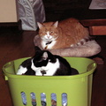 cats 2010-01-24 3e