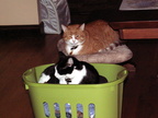 cats 2010-01-24 3e