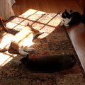 cats 2010-04-05 03e