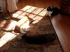 cats 2010-04-05 03e