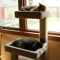 cats 2010-04-12 1e