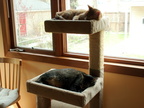 cats 2010-04-12 1e