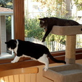 cats 2010-10-24 3e.jpg